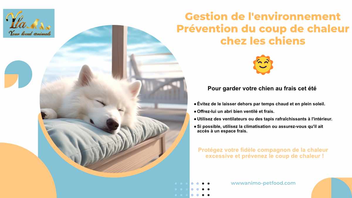 gestion-environnement-prevention-coup-de-chaleur-chez-les-chiens